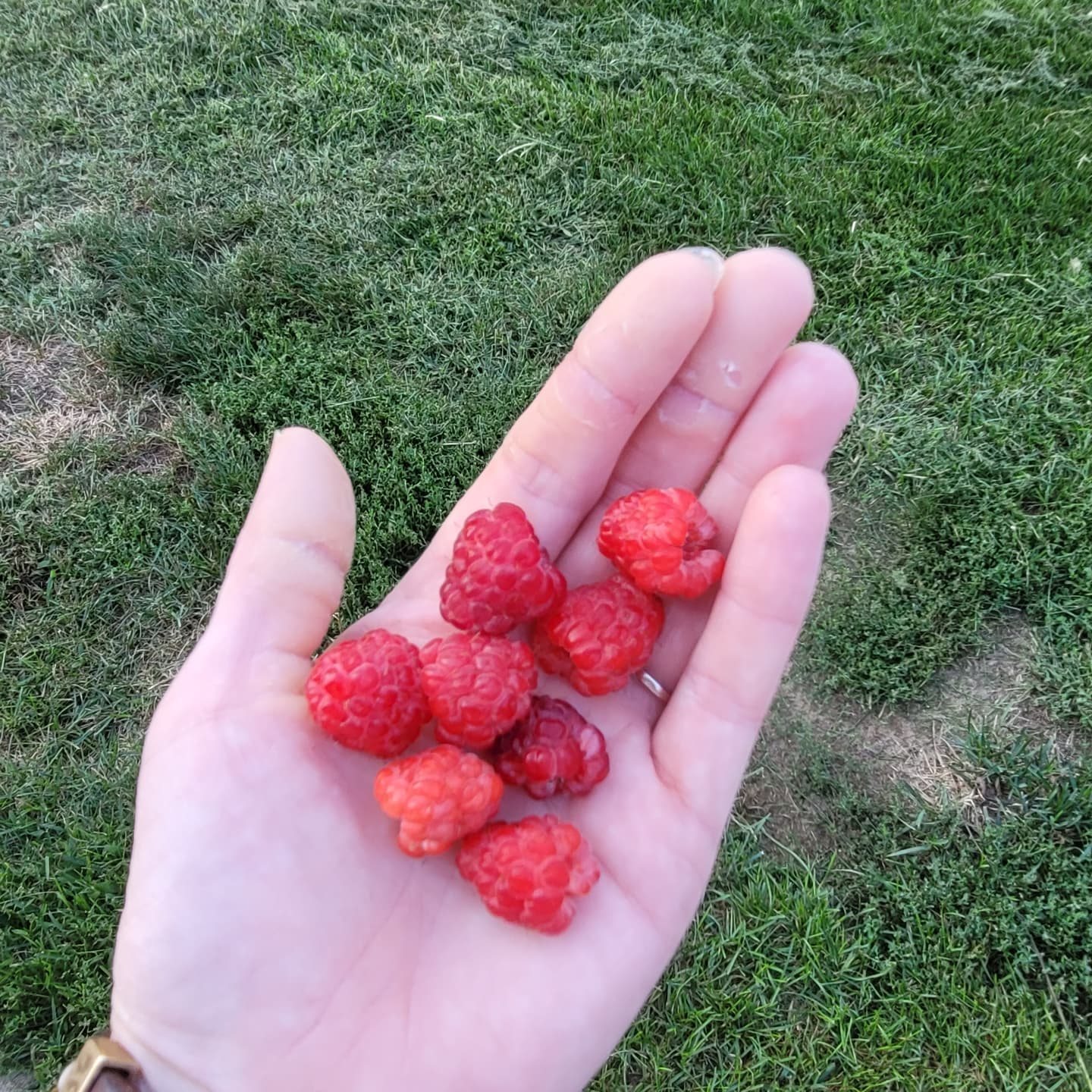 Fresh raspberries from the garden? Yes please. 

#nofilter #summer #foodie #raspberries